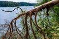 Broken partly fallen pine tree on the coast of longest lake of Lithuania. Twisted branches of the tree like the legs of some