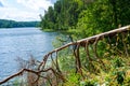 Broken partly fallen pine tree on the coast of longest lake of Lithuania. Twisted branches of the tree like the legs of some