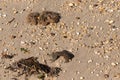 Broken piece of horseshoe crab laying in the sand. Pebbles all around with rubbery bryozoan. Beautiful brown beach. Royalty Free Stock Photo