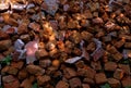 Broken pieces of brown bricks piled at a place.