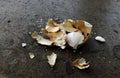 Broken pigeon egg shell Royalty Free Stock Photo