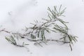 Broken pine branch covered with snow on a ground Royalty Free Stock Photo