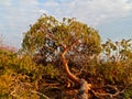 Broken pine branch on the ground