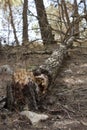 Fallen broken pine tree in the forest