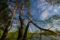 Broken pine tree blown in the morning in the forest