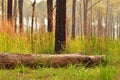 Broken pine tree in forest