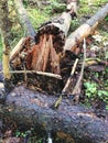 Broken pine tree in the forest