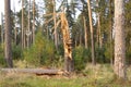 Broken pine tree in the forest after strong winds. The old tree broke in the summer