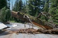 Broken Pine Tree obstructing the road