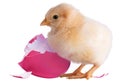 Broken pink egg behind a chick Royalty Free Stock Photo