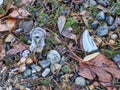 Broken plastic, glass, and ceramic trash polluting the rocky shoreline of Lake Washington Royalty Free Stock Photo