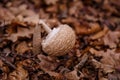 Broken puff ball, fuzz ball mushroom in autumn forest Royalty Free Stock Photo