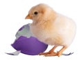 Broken purple eggs behind a young chick Royalty Free Stock Photo