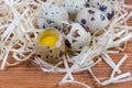 Broken quail egg against of whole eggs on wood shavings Royalty Free Stock Photo