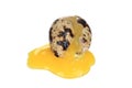 Broken quail egg. Royalty Free Stock Photo