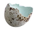 Broken quail egg shell isolated on white background Royalty Free Stock Photo