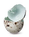 Broken quail egg shell isolated on white background Royalty Free Stock Photo