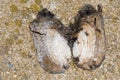 Broken Seashell Drying in the Spring Sun