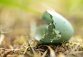 Broken Robins Egg on Forest Floor Royalty Free Stock Photo