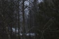 Broken rusty fence in the middle of a Swedish forest on a misty day.