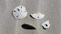 Broken Sand Dollar Fossils on Sandy Beach Sunny Day in the Gulf of Mexico