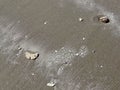 Broken Sand Dollar and Shells on Sandy Beach Sunny Day in the Gulf of Mexico