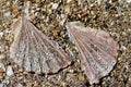 Broken scallop shell on sand