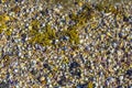 Broken Sea Shells, mussels, oyster, white, yellow, shellfish, pattern Royalty Free Stock Photo