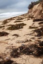 Broken sea turtle eggs washed up with sea weed after a hurricane. Royalty Free Stock Photo