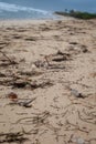 Broken sea turtle eggs washed up with sea weed after a hurricane. Royalty Free Stock Photo