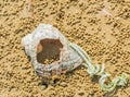 Broken seashell tied to green and white rope