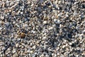 Broken seashells Royalty Free Stock Photo