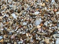 broken seashells on the sand on the beach in various shapes