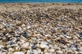 Broken seashells texture on beach at sunset Royalty Free Stock Photo