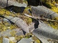 broken sheets of old slate with moss