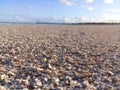 Broken shells on the beach