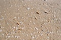 Broken shells on a beach sand in bright daylight.