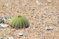 Broken Shells Conch or reef on sea beach