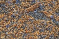 Broken shells texture on beach at sunset Royalty Free Stock Photo