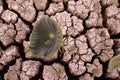 Broken soil and lotus leaf Royalty Free Stock Photo