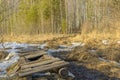 Broken spring forest path through the swamp on a sunny day Royalty Free Stock Photo