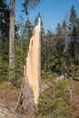 broken spruce after a heavy storm Royalty Free Stock Photo