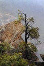 Broken, still standing tree in light snowfall, on Mt Lemmon