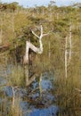 Resilient tree in the Everglades dwarf cypress forest Royalty Free Stock Photo