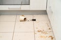 Broken tea cup laying on the kitchen floor, smashed coffee mug and coffee grounds all over the tiles Royalty Free Stock Photo