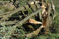 Broken Tree