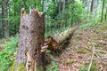 Broken tree with bald trunk and tree fungus