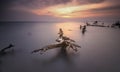 Broken tree at beach ocean sunsets view