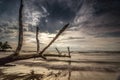 Broken tree at beach ocean sunsets view