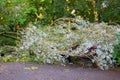 Broken tree on bench in park after storm Royalty Free Stock Photo